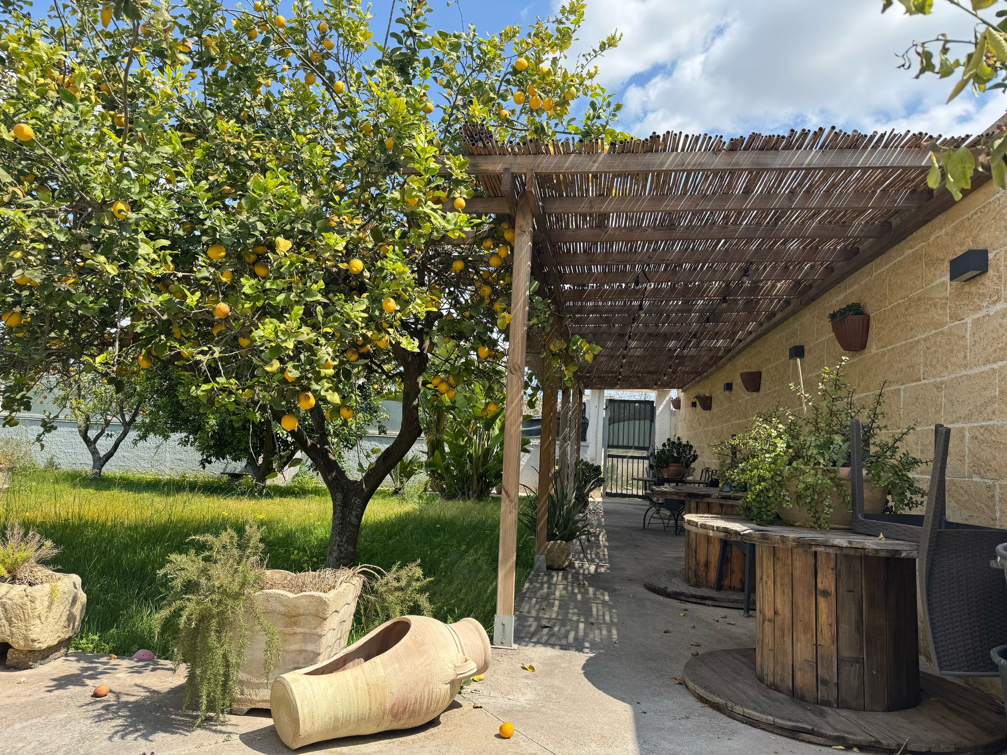 Dear Mary B&B — pergola con limoni